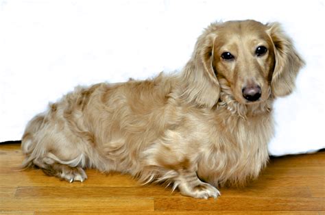 Shaded Cream Long Haired Dachshund / Newly Born Mini Long Hair Shaded Cream Dachshund Puppy ...