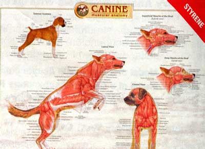Canine Muscular System Chart - Wall Chart