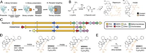 Genomic discovery of an evolutionarily programmed modality for small