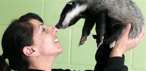 After The Cull Badger And Cattle Vaccines Are Still Needed To Fight