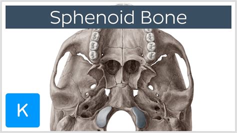 Foramen Definition Anatomy