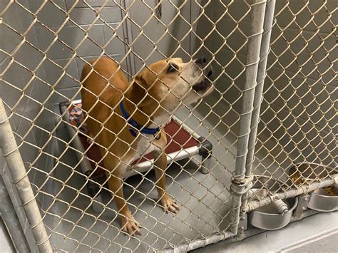 Photos: These Dogs at Middlebury Rescue Desperately Need Homes – NBC