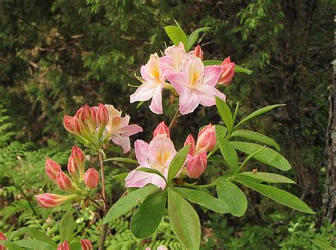 (northern lights series) deep rose buds open to pink and white blooms with yellow upper petals. 'Tri-Lights'