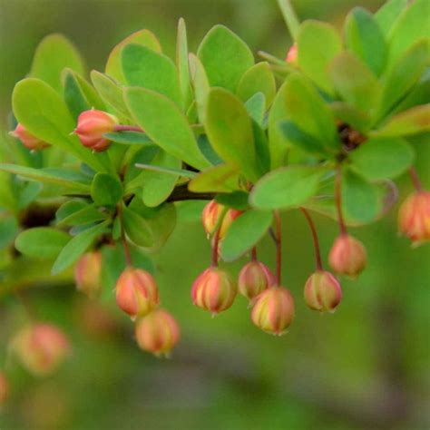 While the plant is native to parts of europe, africa, and asia, it can now be found all over the world. Japanese Barberry Hedge Plants | Berberis Thunbergii ...
