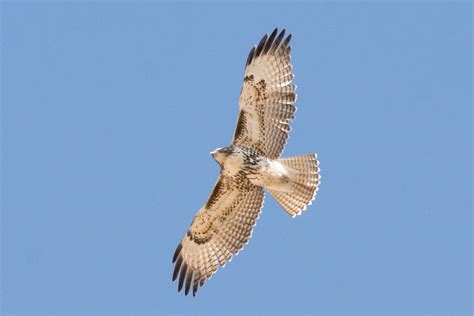 Texas Hawks And How To Tell Them Apart Birdinglocations