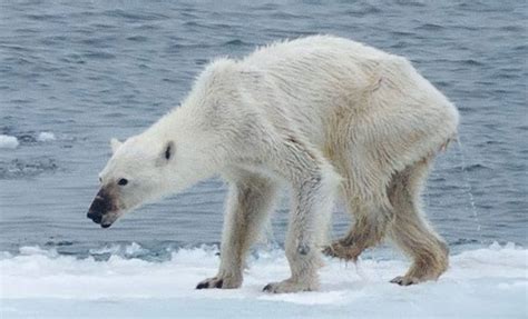 Shocking Photos Show Polar Bears Starving Due To Climate Change