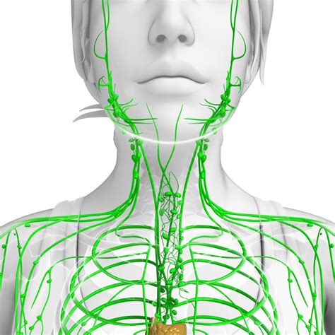 The Lymphatic System And Skin Health The Skin Studios
