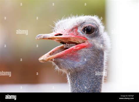Portrait Of Ostrich Bird With Open Mouth Stock Photo Alamy