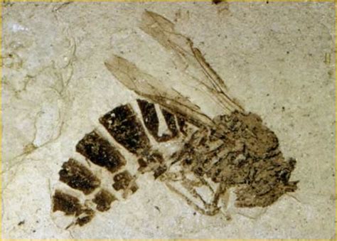10 Interesting Fossil Facts My Interesting Facts