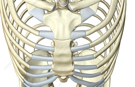Anatomy Of Chest Bone Rotation Of 3d Skeletonribschestanatomy