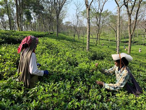 If you want to see working convenience, you must visit this garden to see how well planned it is. Tea plantation workers in India face poverty—and dangers