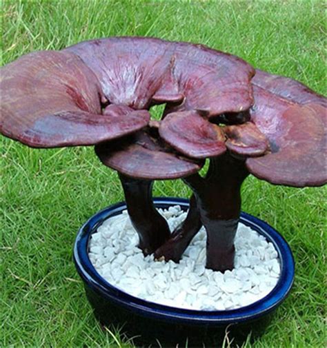 Reishi Mushrooms In South Africa Your Complete Guide Greater Good Sa