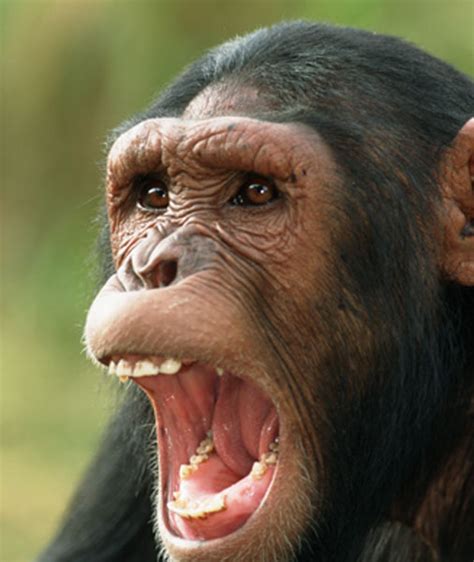 Nova The Last Great Ape The Bonobo In All Of Us Image 2 Pbs