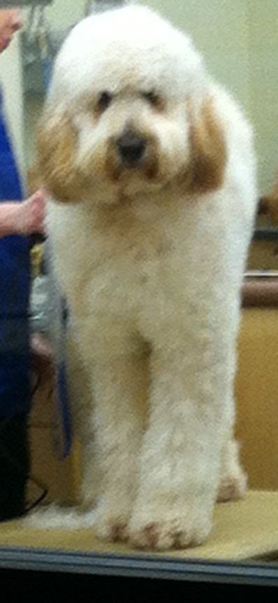 Check spelling or type a new query. Pin by Sarah Cotton on saint berdoodles | Pinterest