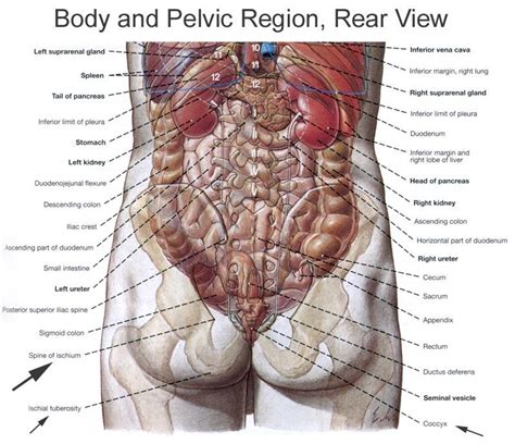 The lower left part of your back includes the left kidney, which is located towards your back, just below the rib cage. Anatomy of the Pudendal Nerve | Health Organization for Pudendal Education