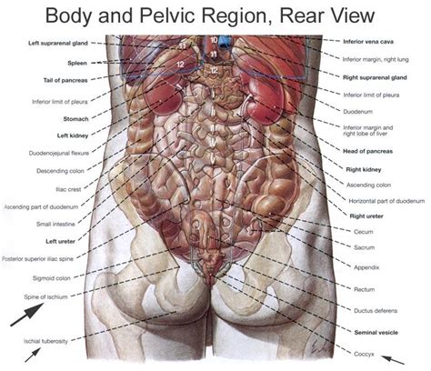 The left lumbar region is one of nine regions of the abdominal cavity, and it contains organs from both the digestive and excretory systems. Anatomy of the Pudendal Nerve | Health Organization for ...