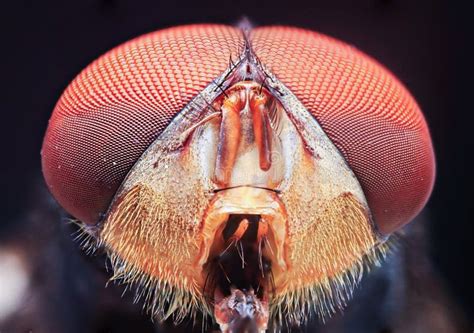 Macro Close Up Detail Flies Eyes Stock Image Image Of Flies Eyes