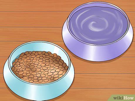 It is not acceptable to have any health so when you are facing the issue of how to fatten up a dog, just deworm your pet with some medication suggested by the veterinarian. 4 formas de hacer que tu perro engorde - wikiHow