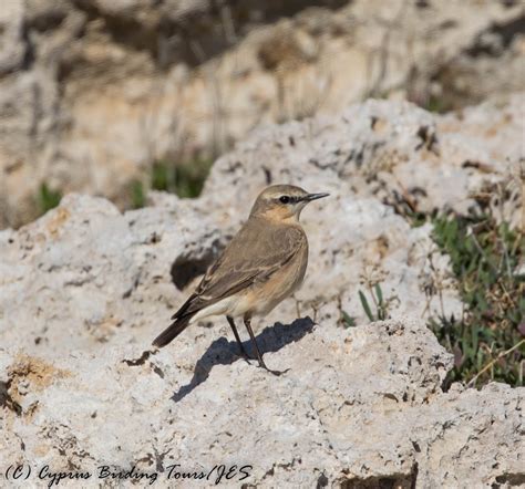 Paphos Birding Cyprus Birding Tours