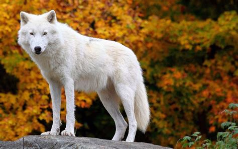 Arctic Wolves Wallpapers Free Download