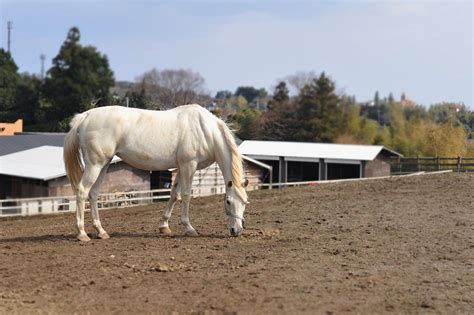 White Horse Tokyoblings Blog