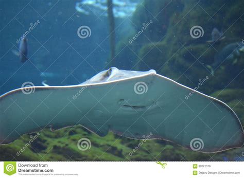 Looking At The Underside Of A Stingray Underwater Stock Photo Image