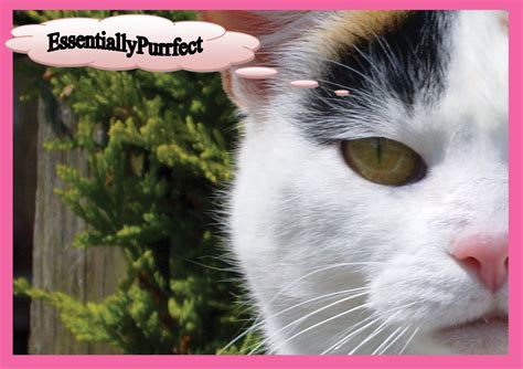 Mobile cat grooming throughout the north west. Contact us today for