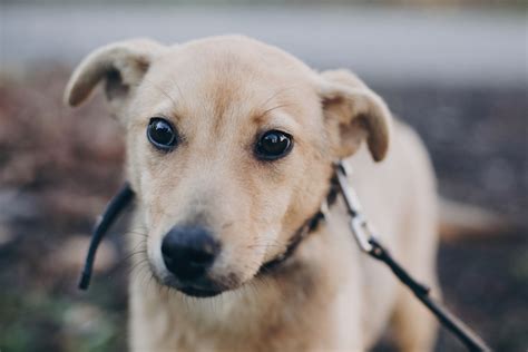 Formulated by vets · helps prevent nervousness Dog Anxiety - How to Help My Anxious Dog | ThatMutt.com: A ...