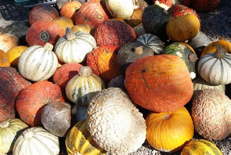 Photo Friday Pumpkins Pumpkins Pumpkins