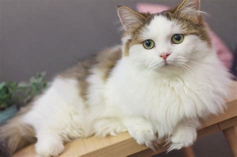 Prices paid and comments from costhelper's team of professional journalists and community of users. How Much do Munchkin Cats Cost? All you need to know - A ...