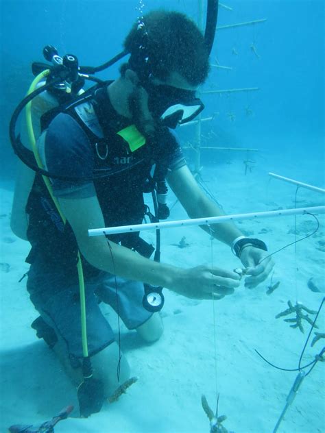 Marine Lab Secures Grant For Innovative Coral Restoration Work