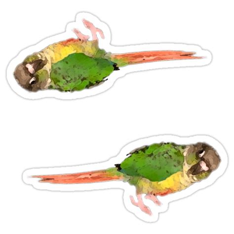 Green Cheek Conure Stickers Stickers By Synthesizer Redbubble