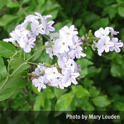 Duranta erecta, commonly called golden dewdrop, pigeon berry or sky flower, is native from florida to brazil and in the west indies. Duranta (Duranta erecta) | Queensland Poisons Information ...