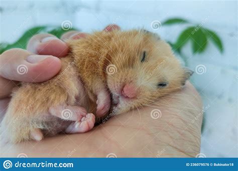 Cute Syrian Hamster Sleeping In The Owner S Hand Stock Photo Image Of