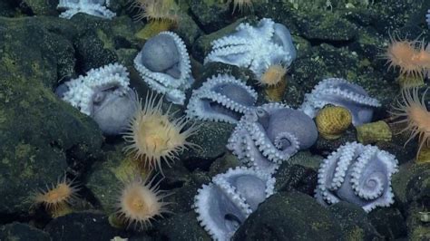 Life At Deep Sea Hydrothermal Vents 62 Sea Nursery Deep Sea