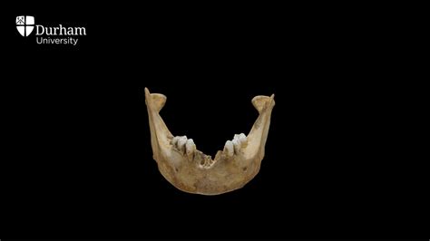 Female Mandible With Annotations 3d Model By Durham Archaeology