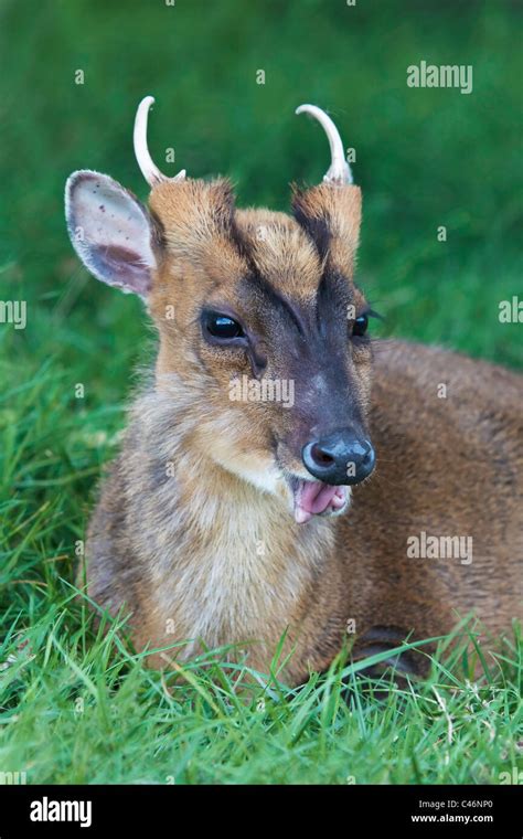 A Male Muntjac Deer At Rest Stock Photo Alamy
