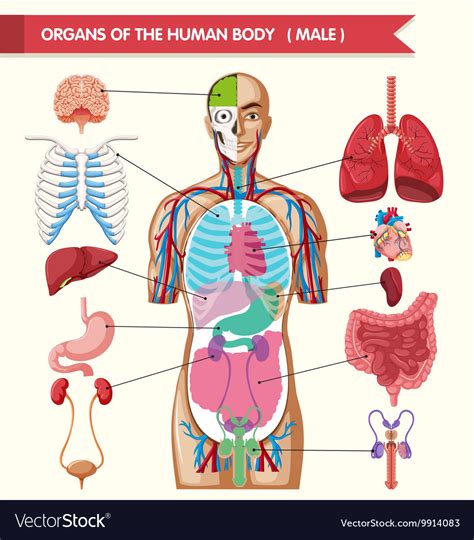 Chart Showing Organs Of Human Body Royalty Free Vector Image
