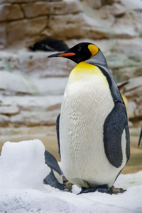 Emperor Penguin Free Stock Photo Public Domain Pictures