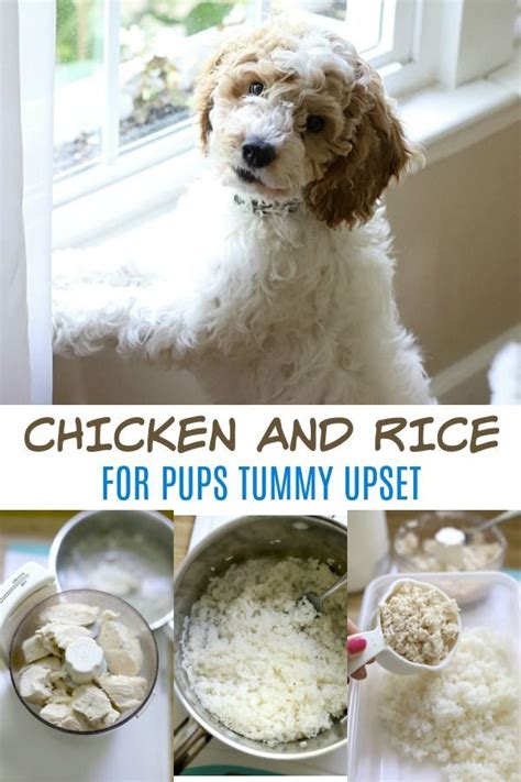 Add chicken breast fillets into the saucepan as they're. Chicken and Rice for Puppy | Chicken, rice recipe for dogs ...