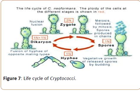 Cryptococcosis Life Cycle