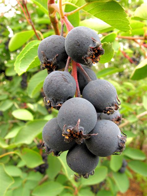 Washington state tree fruit association, yakima, washington. Serviceberry, or is it Saskatoon?
