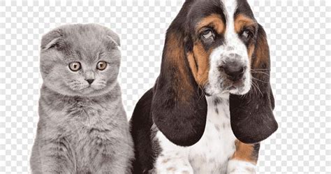 Bahaya agas jika terlalu banyak di dalam kandang. Jual Kucing Scottish Fold Malang - NURMAPCB