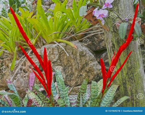 Flaming Sword Vriesea Splendens Bromeliad Stock Photo Cartoondealer