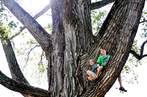 Remarkable Trees Of Virginia Winchester Cottonwood