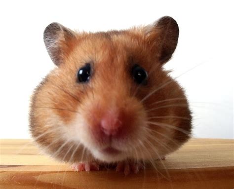 Cute And Funny Hamster Video Did I Get Your Attention 94 3 The Drive Winnipegs