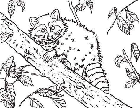 Free raccoon coloring page to download and print. Get it at https
