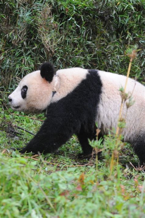 Chinas Latest Survey Finds Increase In Wild Giant Pandas