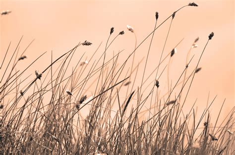 Dry Grass Free Stock Photo Public Domain Pictures