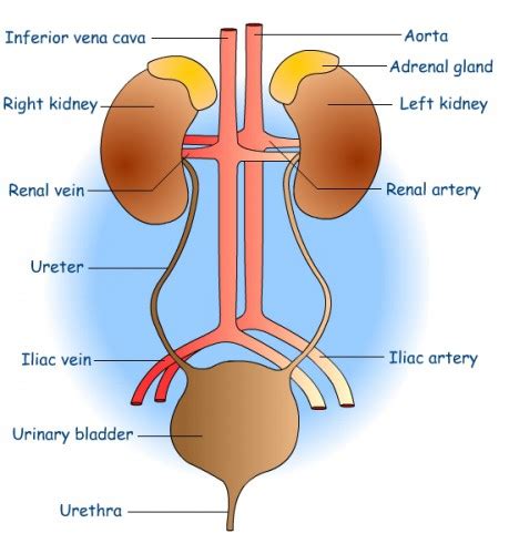 Urinary System Diagram